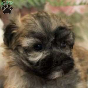 Julian, Teddy Bear Puppy