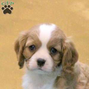 Julian, Cavalier King Charles Spaniel Puppy
