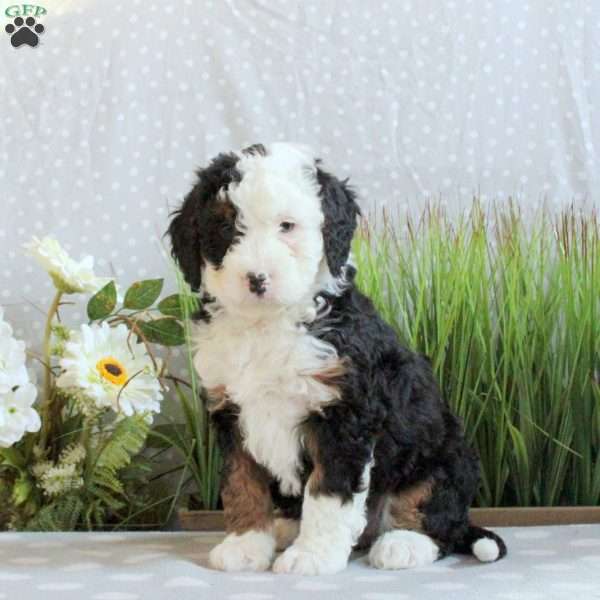 Julie, Mini Bernedoodle Puppy