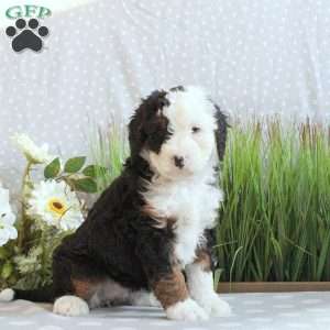 Julie, Mini Bernedoodle Puppy