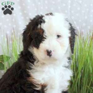 Julie, Mini Bernedoodle Puppy
