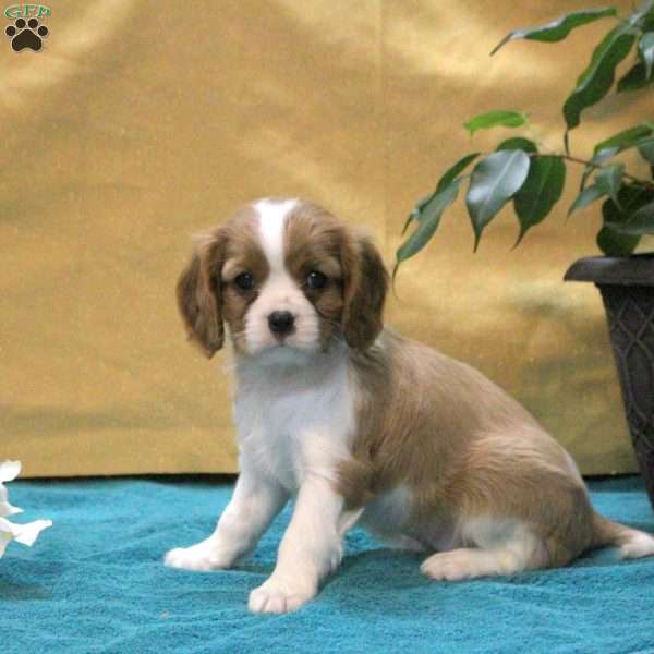 Juliette, Cavalier King Charles Spaniel Puppy
