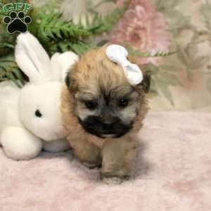 Juliette, Teddy Bear Puppy