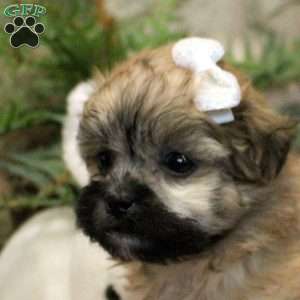 Juliette, Teddy Bear Puppy