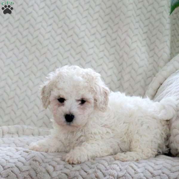 Jumper, Bich-Poo Puppy