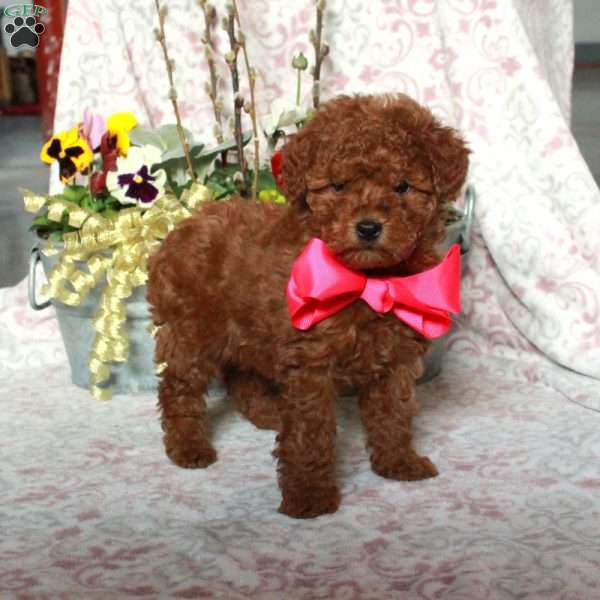 June, Bich-Poo Puppy