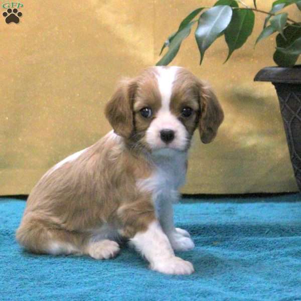 June, Cavalier King Charles Spaniel Puppy
