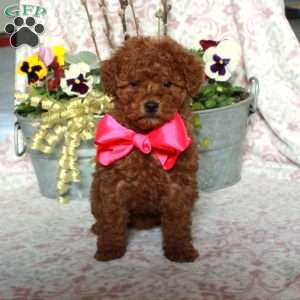 June, Bich-Poo Puppy