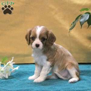 June, Cavalier King Charles Spaniel Puppy