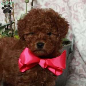 June, Bich-Poo Puppy