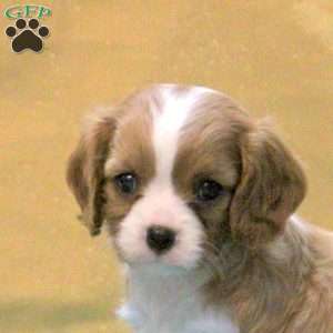 June, Cavalier King Charles Spaniel Puppy