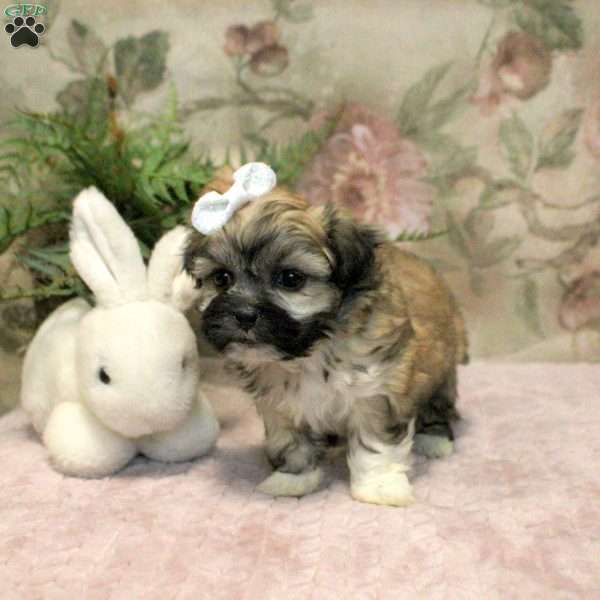 Juniper, Teddy Bear Puppy