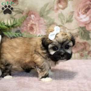 Juniper, Teddy Bear Puppy