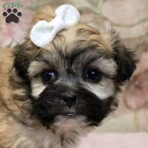 Juniper, Teddy Bear Puppy