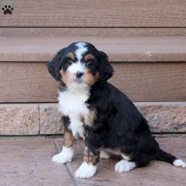 Juno, Mini Bernedoodle Puppy