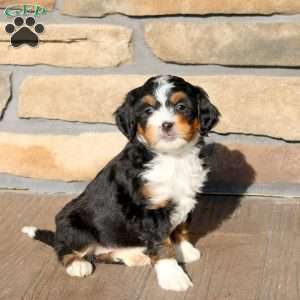 Juno, Mini Bernedoodle Puppy