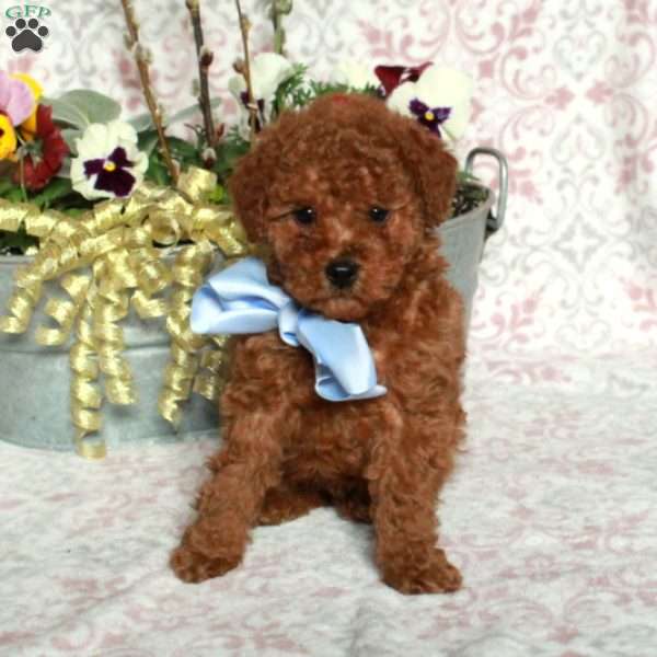 Jupiter, Bich-Poo Puppy