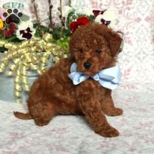 Jupiter, Bich-Poo Puppy