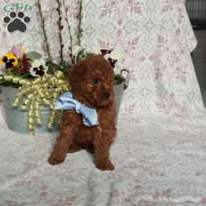 Jupiter, Bich-Poo Puppy