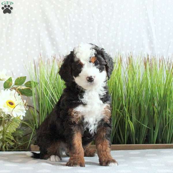 Justin, Mini Bernedoodle Puppy