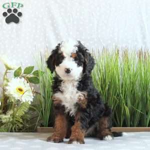 Justin, Mini Bernedoodle Puppy