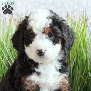 Justin, Mini Bernedoodle Puppy