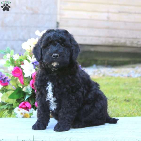 Justin, Mini Goldendoodle Puppy