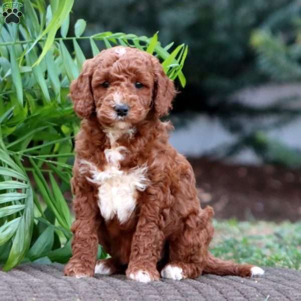 Justin – F1B, Goldendoodle Puppy