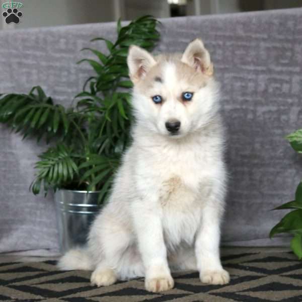 Justin, Pomsky Puppy