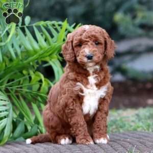 Justin – F1B, Goldendoodle Puppy