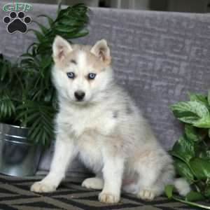 Justin, Pomsky Puppy