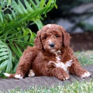 Justin – F1B, Goldendoodle Puppy