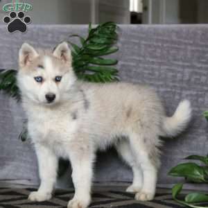 Justin, Pomsky Puppy