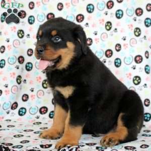 Kai, Rottweiler Puppy