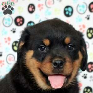 Kai, Rottweiler Puppy