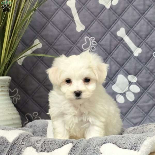 Kaptain, Maltichon Puppy