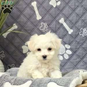 Kaptain, Maltichon Puppy