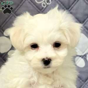 Kaptain, Maltichon Puppy