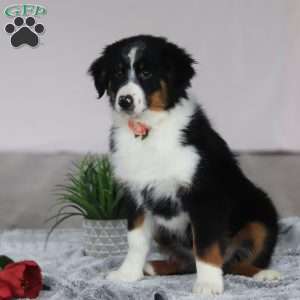 Kara, Australian Shepherd Puppy