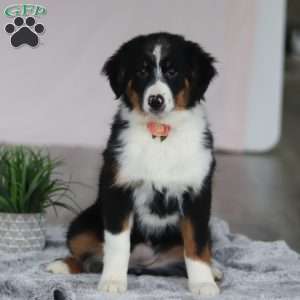 Kara, Australian Shepherd Puppy