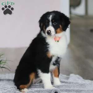 Kara, Australian Shepherd Puppy