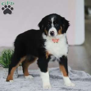 Kara, Australian Shepherd Puppy