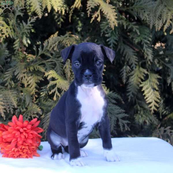 Kara, Boxer Puppy