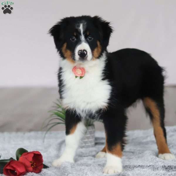 Kara, Australian Shepherd Puppy