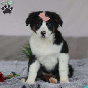 Karla, Australian Shepherd Puppy