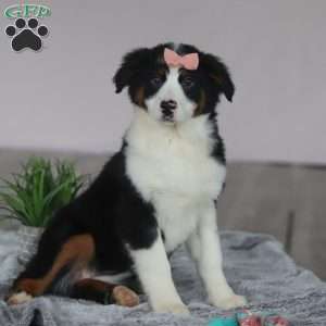 Karla, Australian Shepherd Puppy