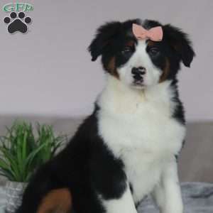 Karla, Australian Shepherd Puppy