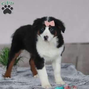 Karla, Australian Shepherd Puppy