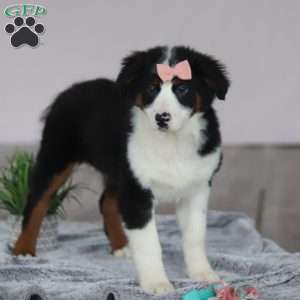 Karla, Australian Shepherd Puppy