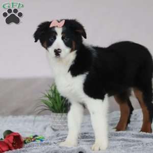 Karla, Australian Shepherd Puppy